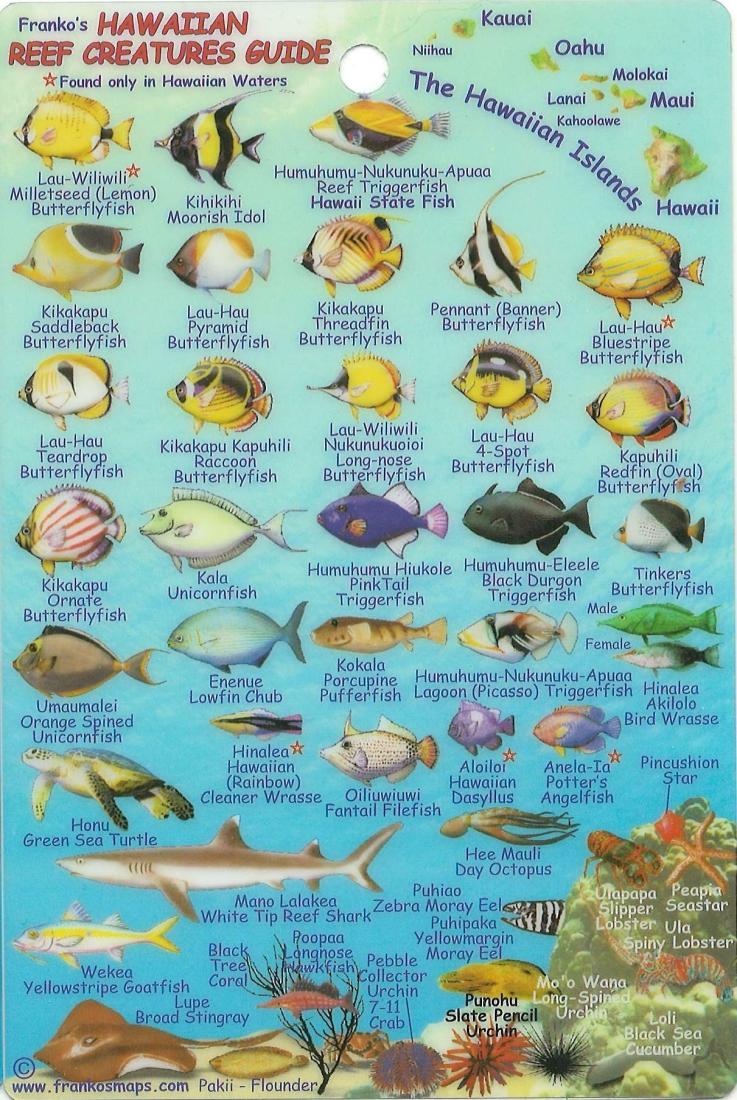 Cover of Hawaiian Islands, Reef Fish ID Mini Card