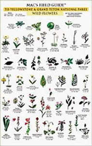 Mac's Field Guide: Yellowstone & Grand Teton Trees & Shrubs by The Mountaineers