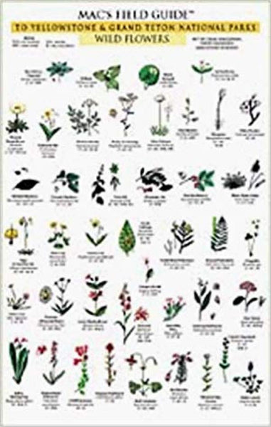 Cover of Mac's-Field-Guide-Yellowstone-&-Grand-Teton-Trees-&-Shrubs-