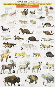 Mac's Field Guide: Yellowstone & Grand Teton Birds and Mammals by The Mountaineers