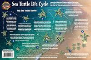 Sea Turtle Life Cycle Laminated Card by Frankos Maps Ltd.