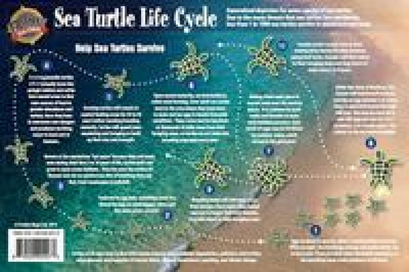 Cover of Sea Turtle Life Cycle Laminated Card