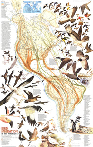 Bird Migration In The Americas Map 1979