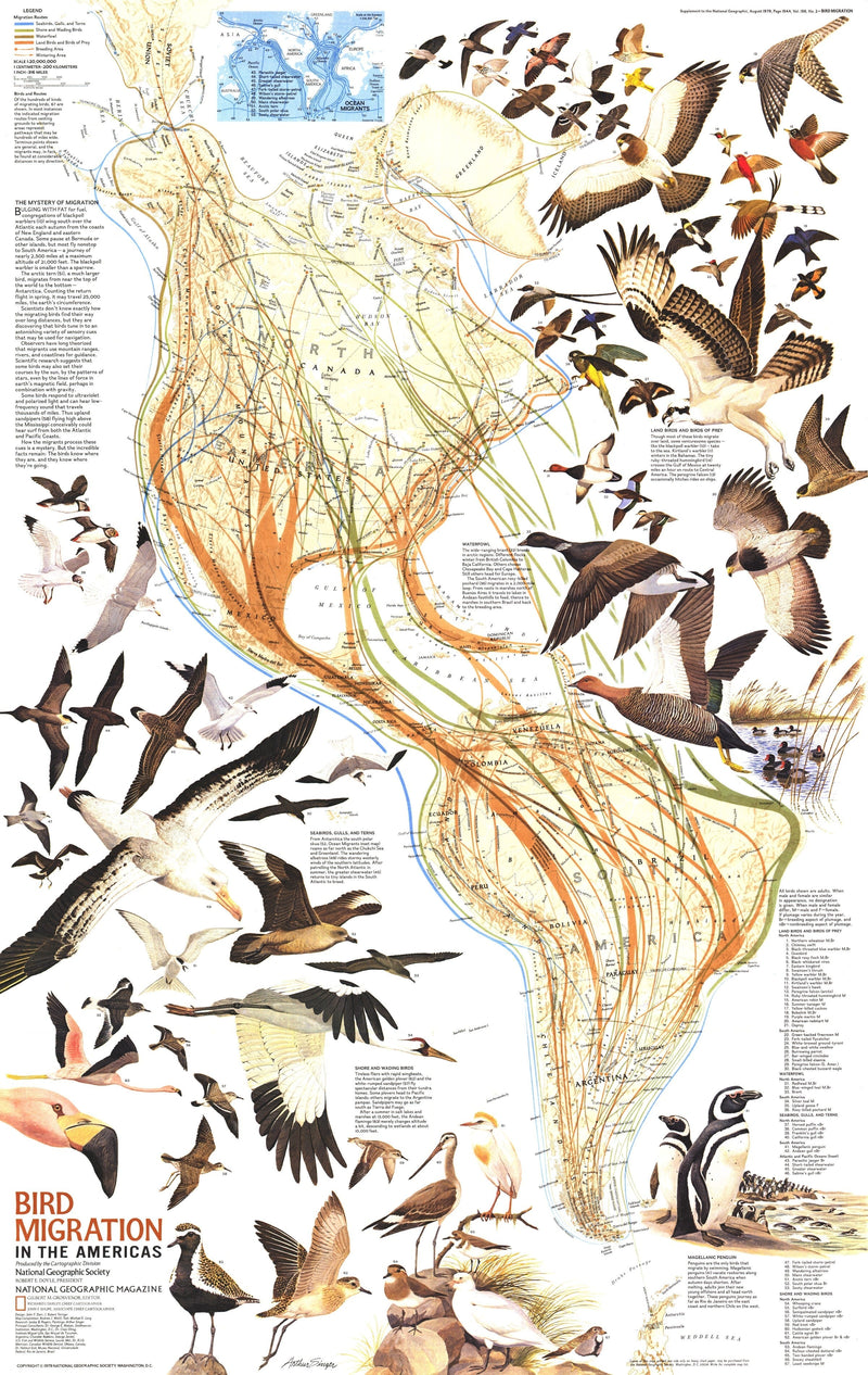 Snipe Migration Map Bird Migration In The Americas Map 1979 | Map Geek.com