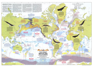 Great Whales, Migration And Range Map