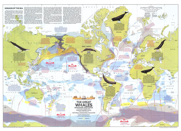 Great Whales, Migration And Range Map Maps.com