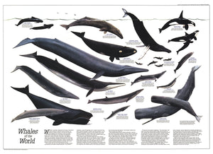 Whales Of The World Map
