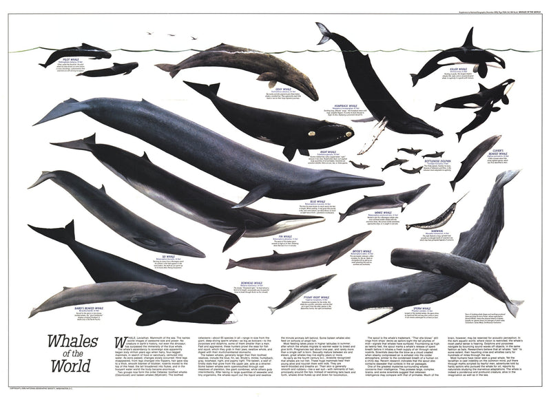 Whales Of The World Map Maps.com